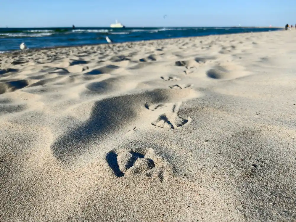 Aus der Hocke: Tierspuren im Sand