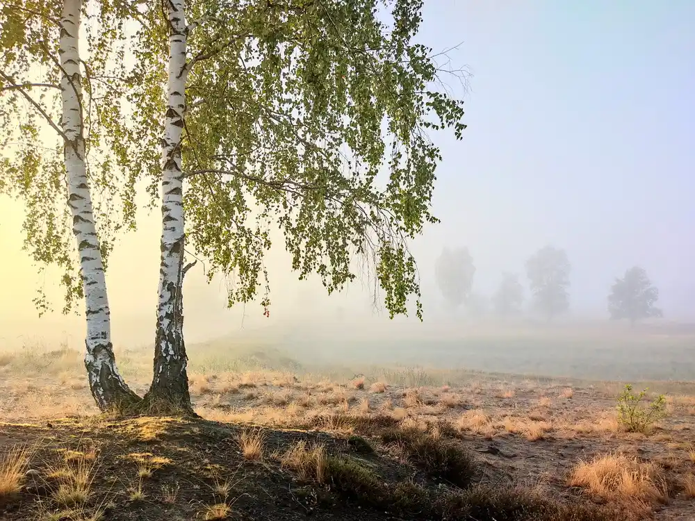 Nebel in der Döberitzer Heide