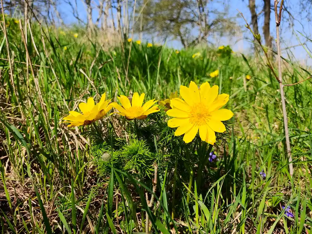 Oderhänge Mallnow