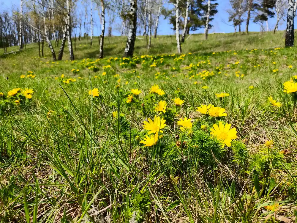 Oderhänge Mallnow