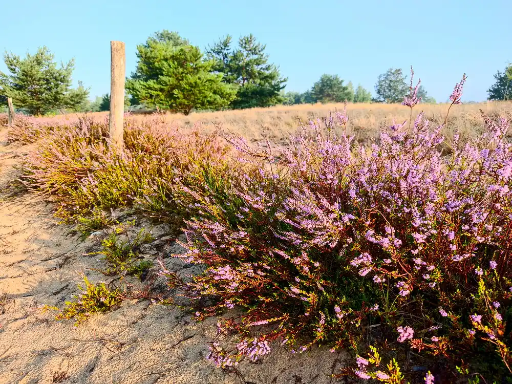 Döberitzer Heide