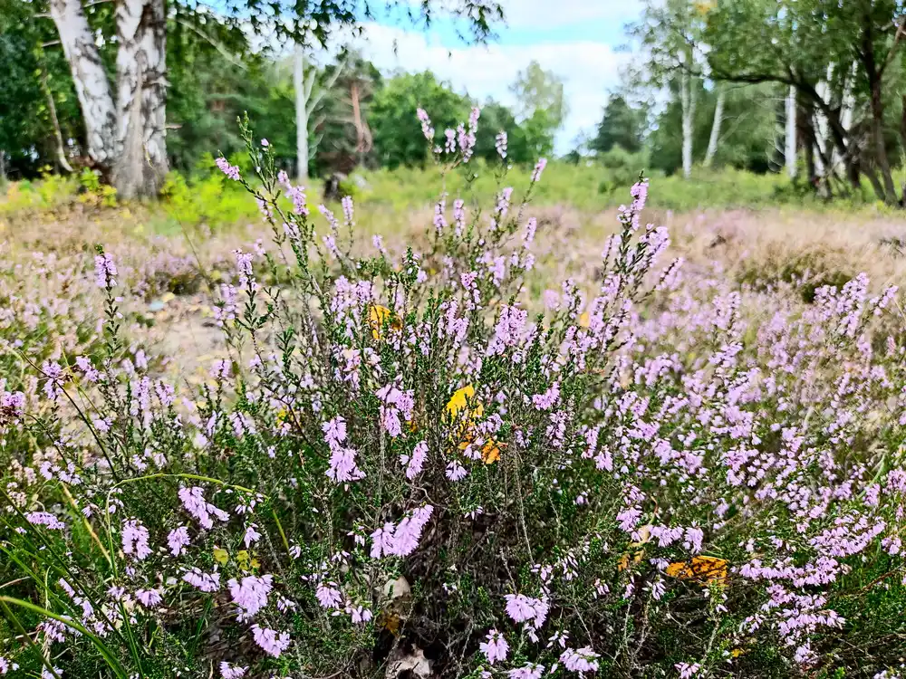 Schönower Heide