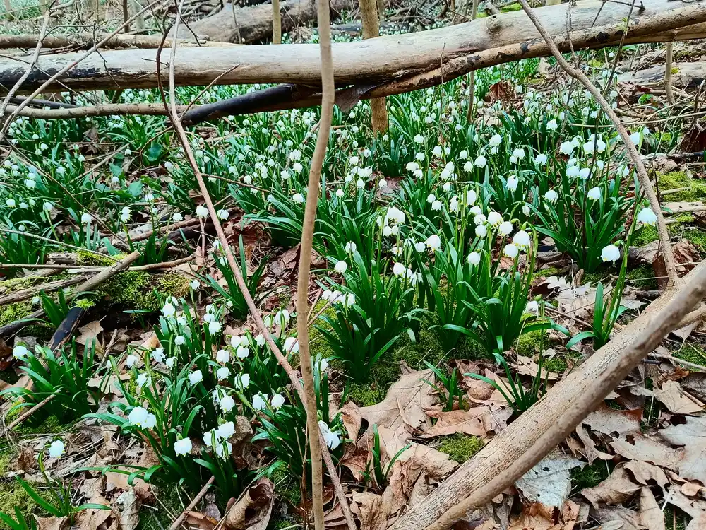 Leipziger Auwald