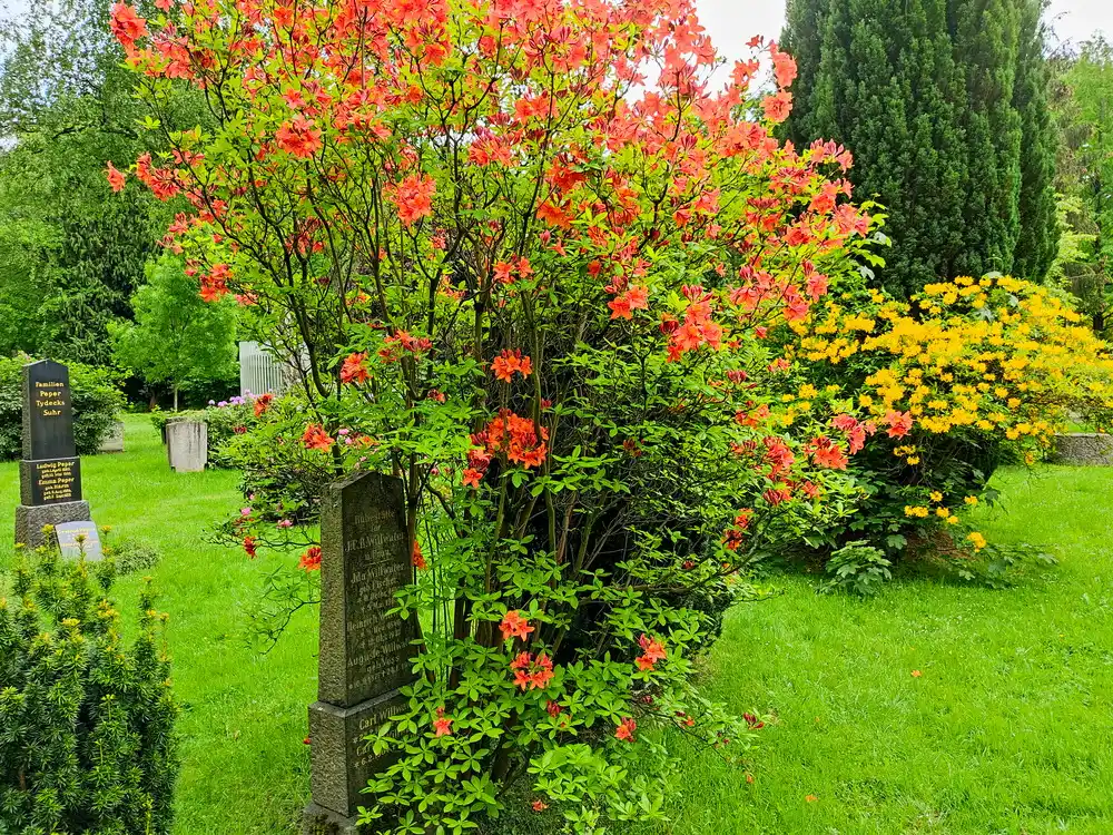 Ohlsdorfer Parkfriedhof