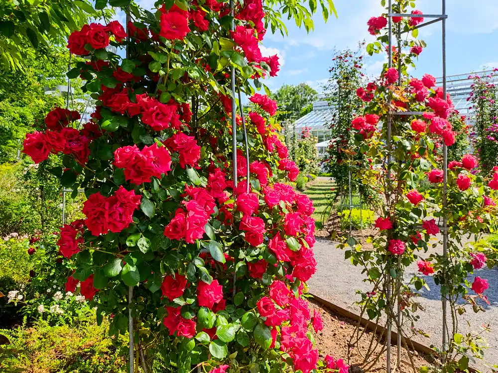 Europa-Rosarium Sangerhausen