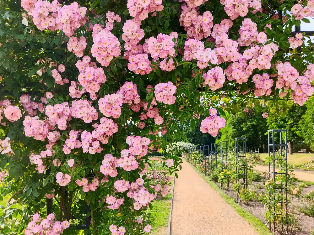 Ostdeutscher Rosengarten Forst