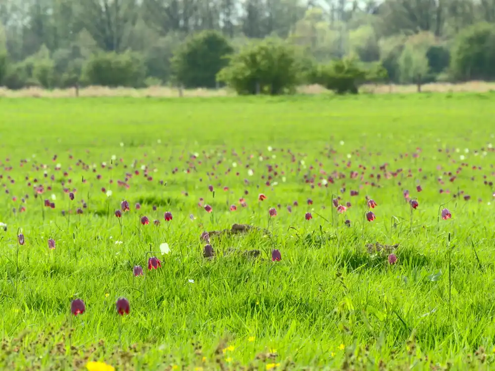 Schachblumen im Seevetal