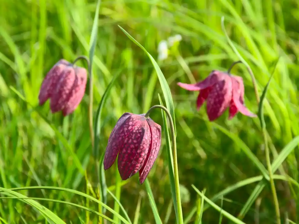 Schachblumen