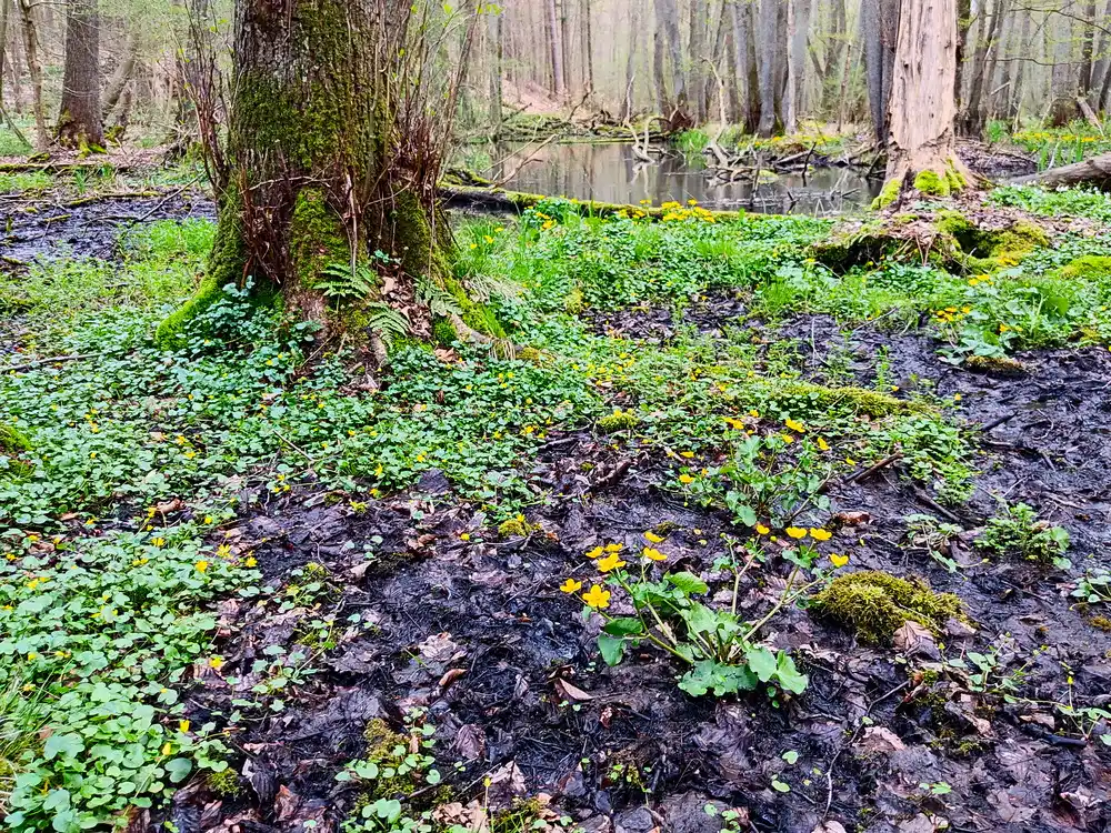 Schwärzetal bei Eberswalde