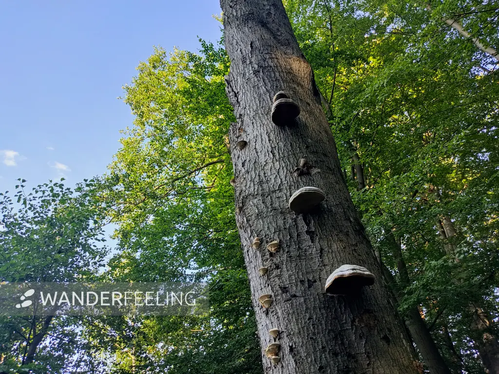 202309110-22 - Abgestorbener Baum am Peetschsee bei Neuglobsow, Ruppiner Seenland, Brandenburg, Deutschland