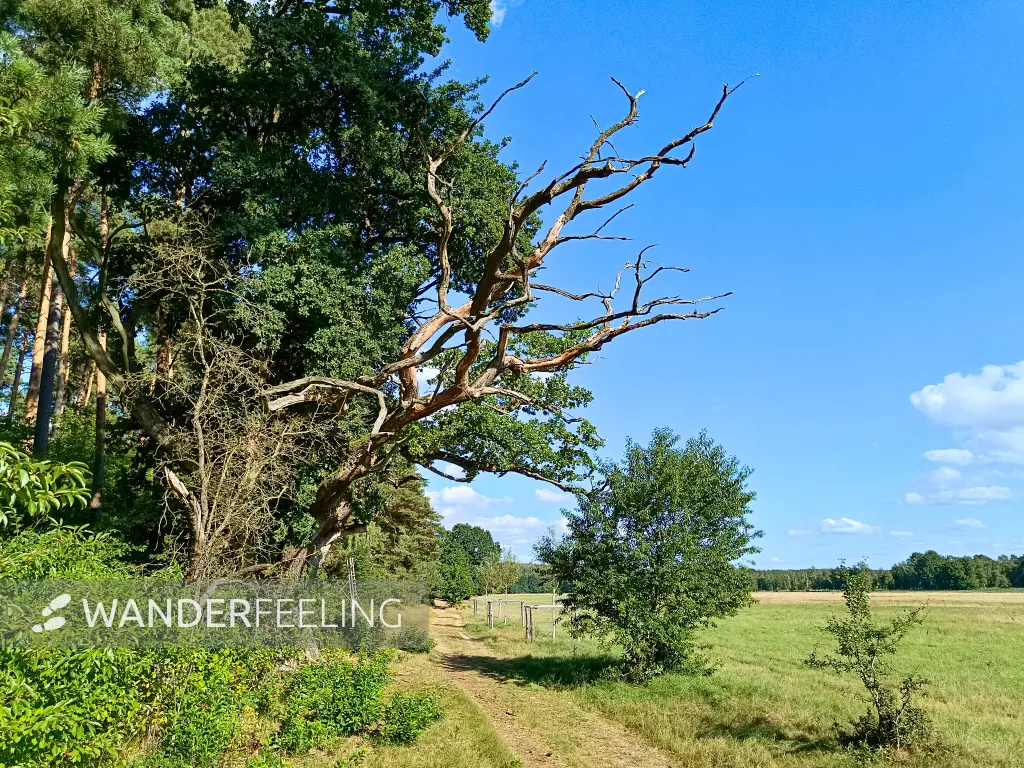 202508200-20 - Absterbende Eiche am Teufelsbruch im Müritz-Nationalpark, Mecklenburgische Seenplatte, Mecklenburg-Vorpommern, Deutschland