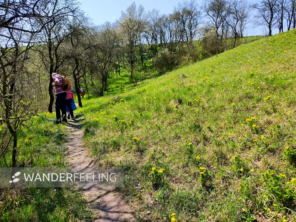 202304220-17 - Adonisröschen im NSG Oderhänge Mallnow, Seenland Oder-Spree, Brandenburg, Deutschland