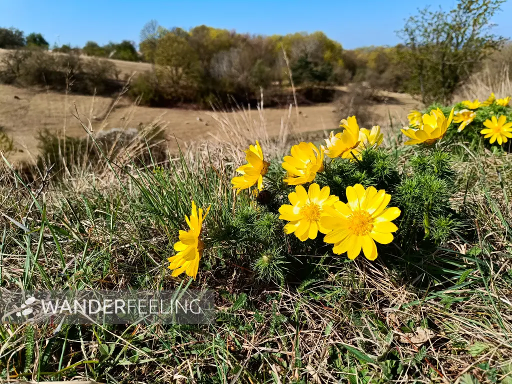 202604150-03 - Adonisröschen in der Priesterschlucht bei Podelzig, Seenland Oder-Spree, Brandenburg, Deutschland
