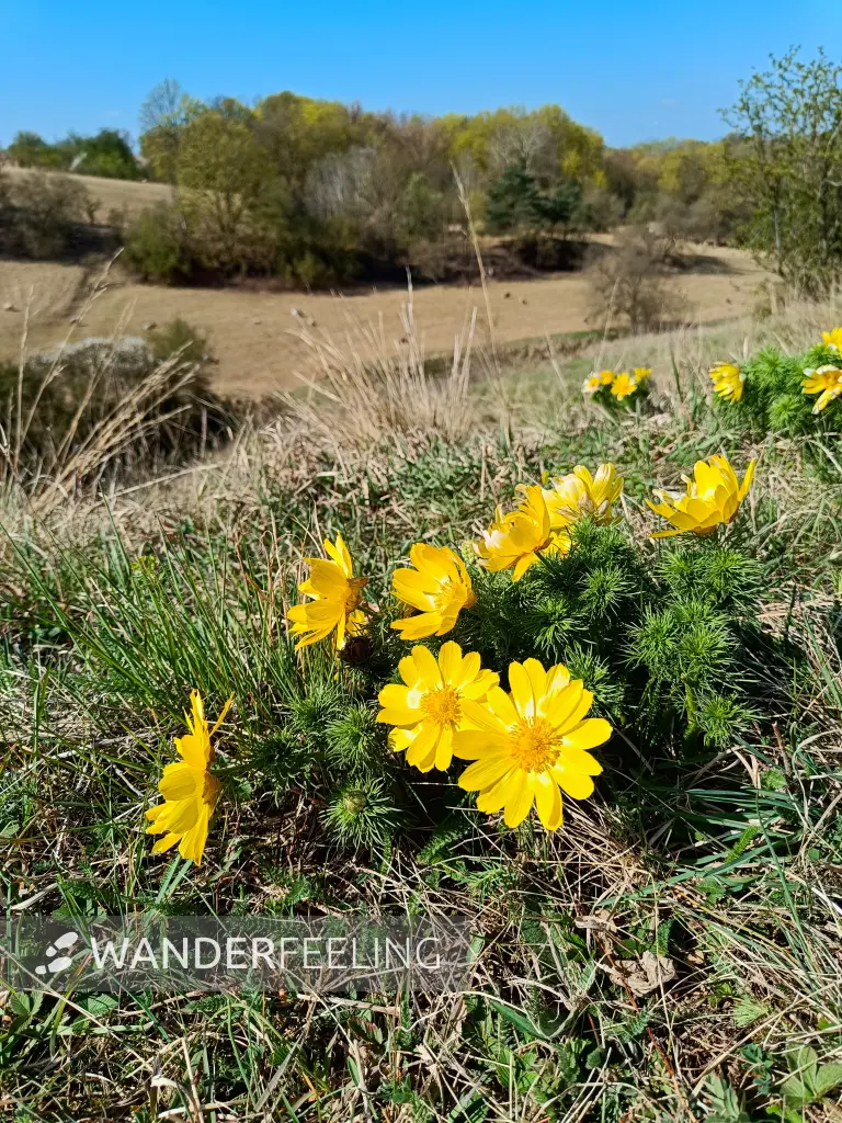 202604150-04 - Adonisröschen in der Priesterschlucht bei Podelzig, Seenland Oder-Spree, Brandenburg, Deutschland
