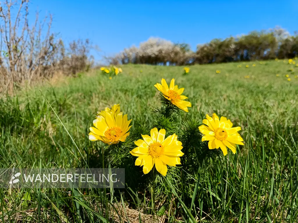 202604150-05 - Adonisröschen in der Priesterschlucht bei Podelzig, Seenland Oder-Spree, Brandenburg, Deutschland