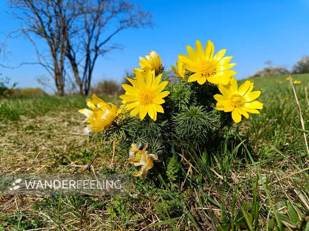 202604150-06 - Adonisröschen in der Priesterschlucht bei Podelzig, Seenland Oder-Spree, Brandenburg, Deutschland