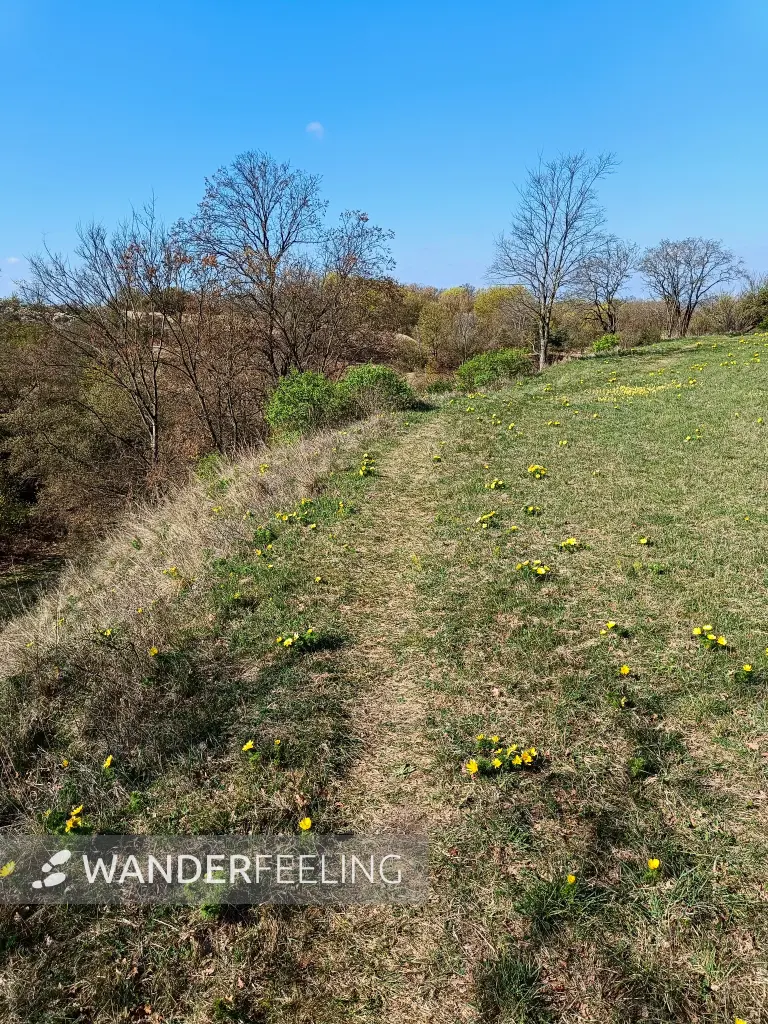 202604150-07 - Adonisröschen in der Priesterschlucht bei Podelzig, Seenland Oder-Spree, Brandenburg, Deutschland