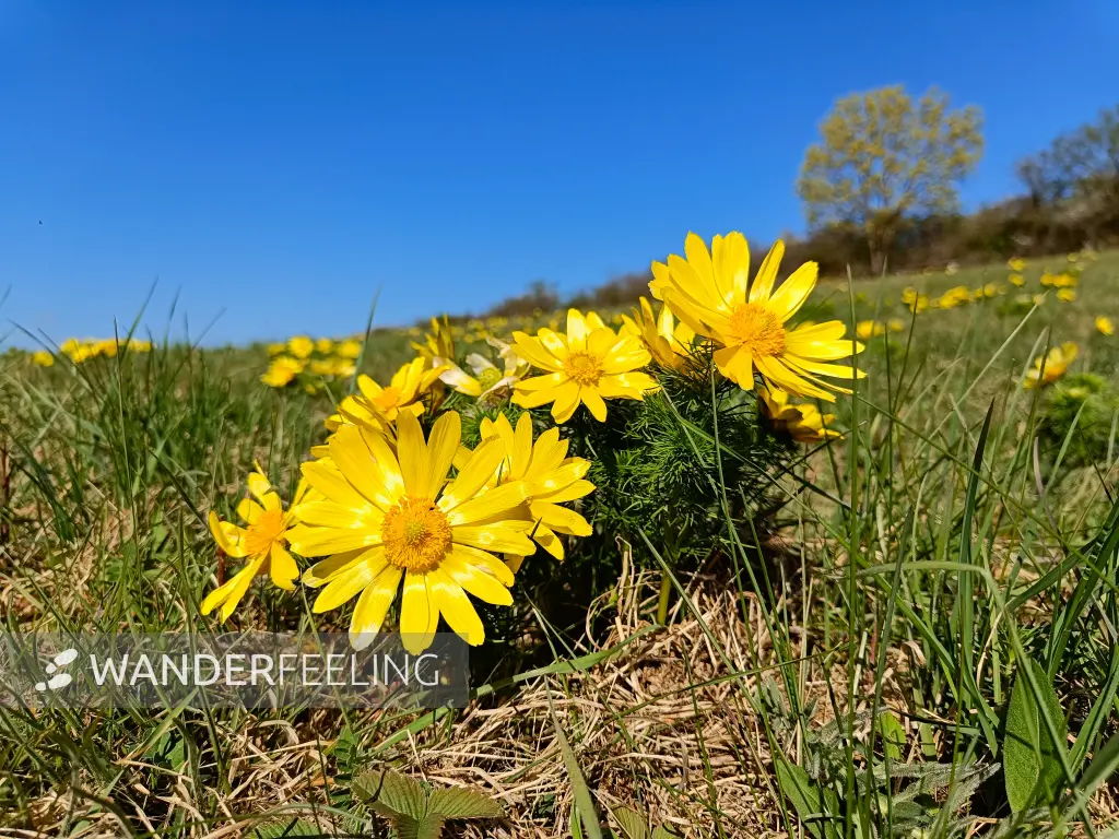 202604150-08 - Adonisröschen in der Priesterschlucht bei Podelzig, Seenland Oder-Spree, Brandenburg, Deutschland