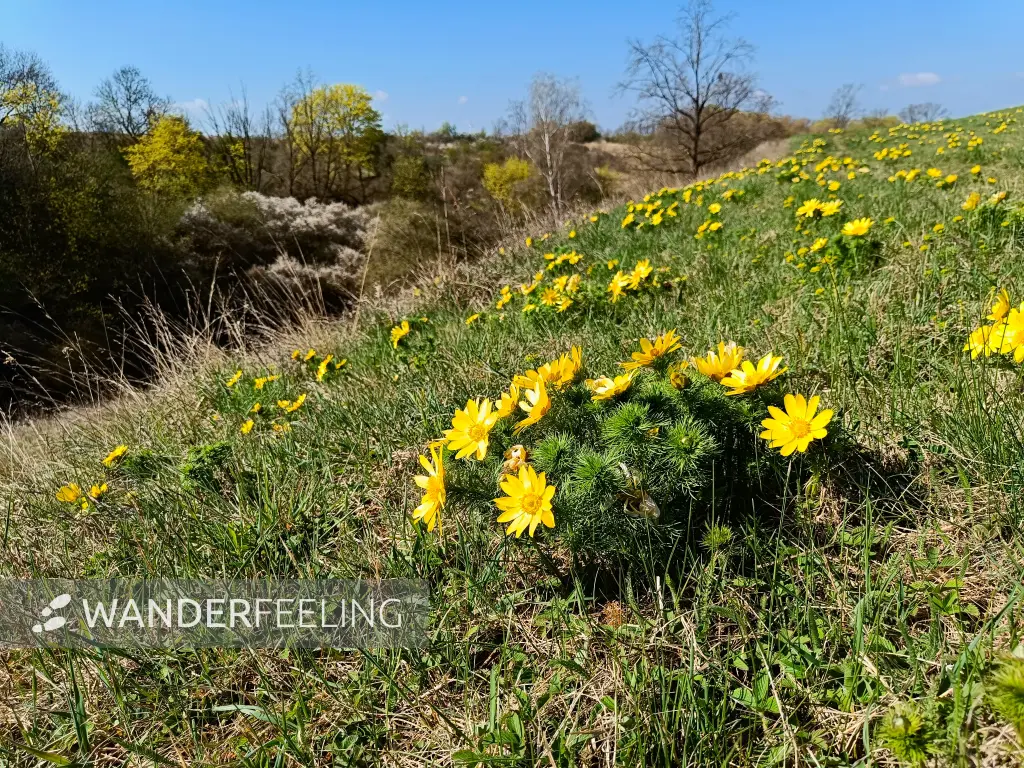 202604150-09 - Adonisröschen in der Priesterschlucht bei Podelzig, Seenland Oder-Spree, Brandenburg, Deutschland
