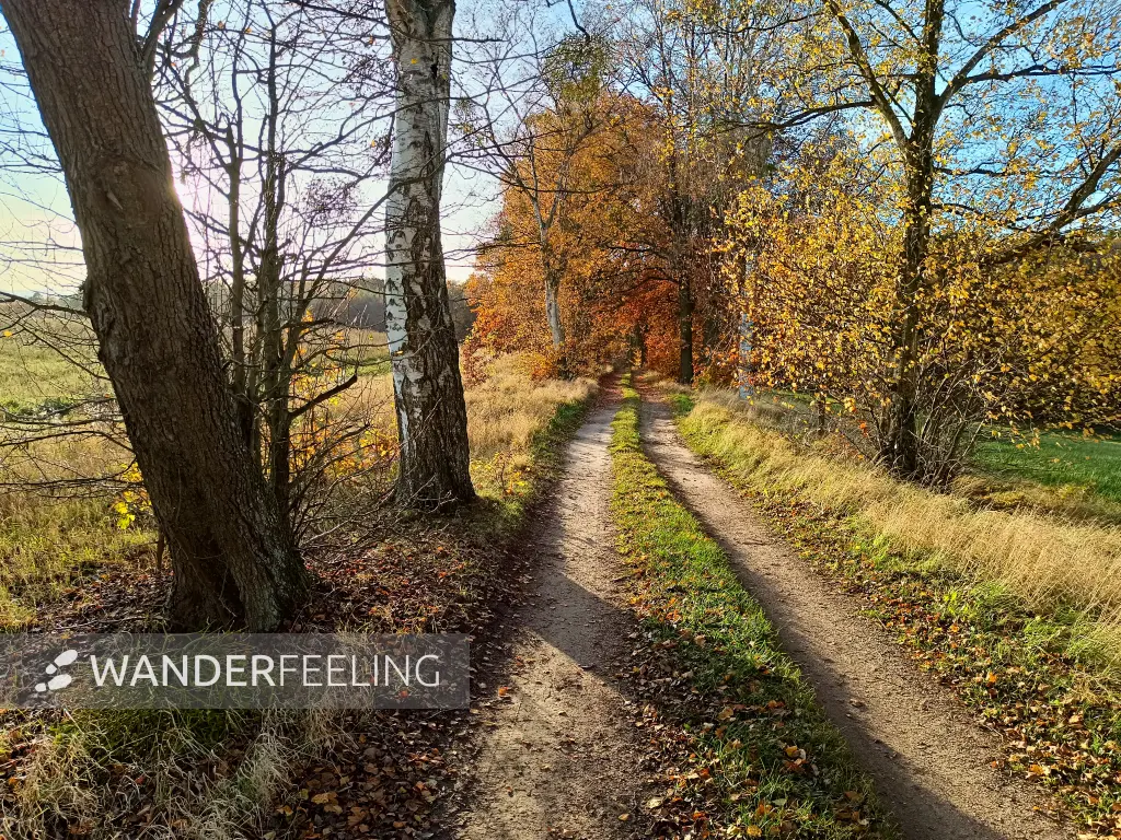 202511040-19 - Allee bei Carpin, Mecklenburgische Seenplatte, Mecklenburg-Vorpommern, Deutschland