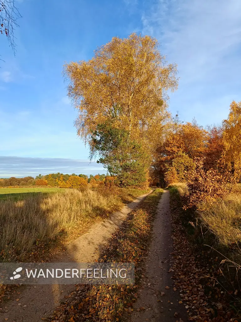 202511040-20 - Allee bei Carpin, Mecklenburgische Seenplatte, Mecklenburg-Vorpommern, Deutschland