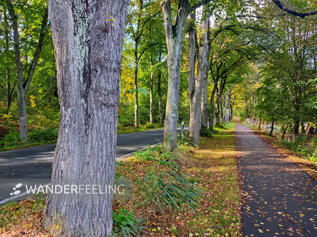 202310250-25 - Allee bei Emstal, Fläming, Brandenburg, Deutschland