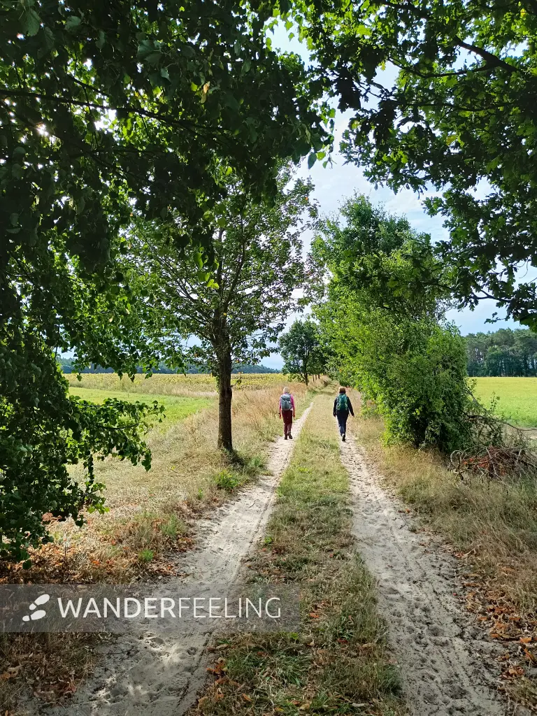 202609040-02 - Allee bei Fresdorf, Fläming, Brandenburg, Deutschland