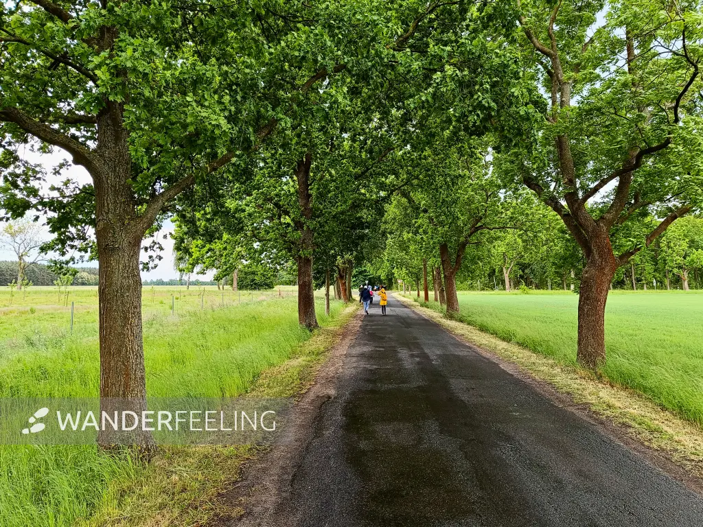 202505170-21 - Allee bei Görsdorf-Busch, Seenland Oder-Spree, Brandenburg, Deutschland