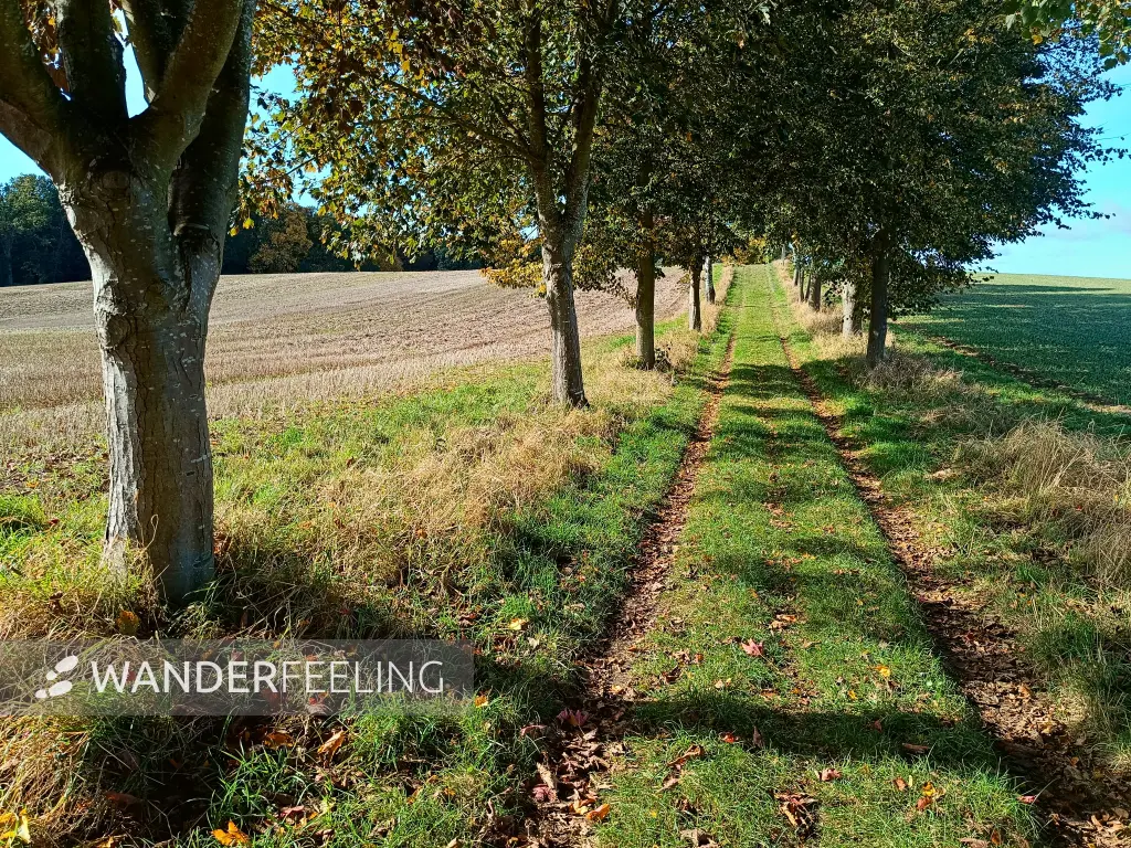 202510130-13 - Allee bei Krakow am See, Mecklenburgische Seenplatte, Mecklenburg-Vorpommern, Deutschland