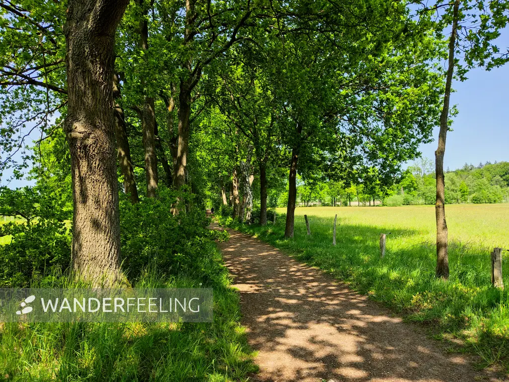 202305260-34 - Allee bei Lüneburg, Lüneburger Heide, Niedersachsen, Deutschland
