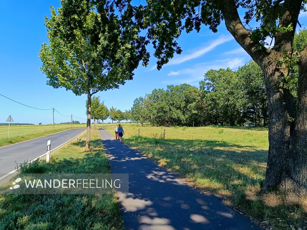 202508160-24 - Allee bei Röddelin, Uckermark, Brandenburg, Deutschland