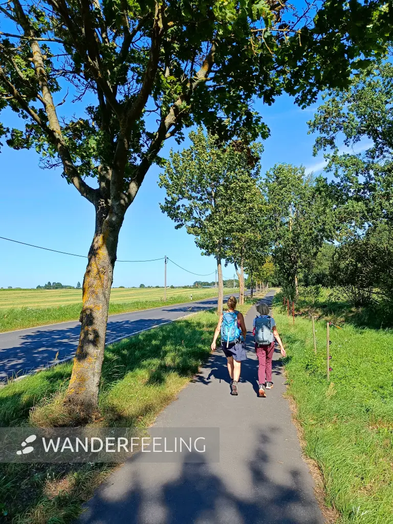 202508160-25 - Allee bei Röddelin, Uckermark, Brandenburg, Deutschland
