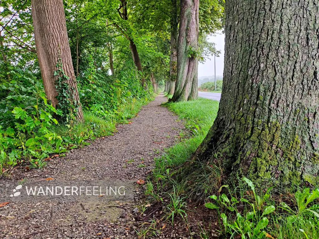 202308180-09 - Allee bei Wennigsen, Weserbergland, Niedersachsen, Deutschland