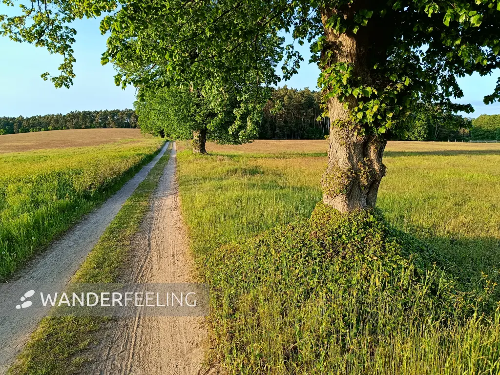 202505130-45 - Allee im Müritz-Nationalpark bei Dambeck, Mecklenburgische Seenplatte, Mecklenburg-Vorpommern, Deutschland