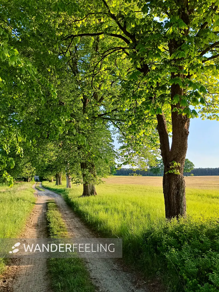 202505130-46 - Allee im Müritz-Nationalpark bei Dambeck, Mecklenburgische Seenplatte, Mecklenburg-Vorpommern, Deutschland
