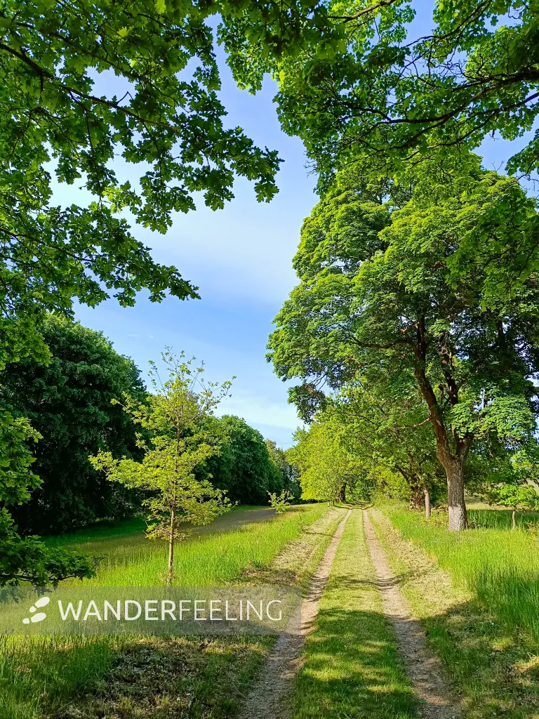 202505130-12 - Allee im Müritz-Nationalpark bei Kratzeburg, Mecklenburgische Seenplatte, Mecklenburg-Vorpommern, Deutschland