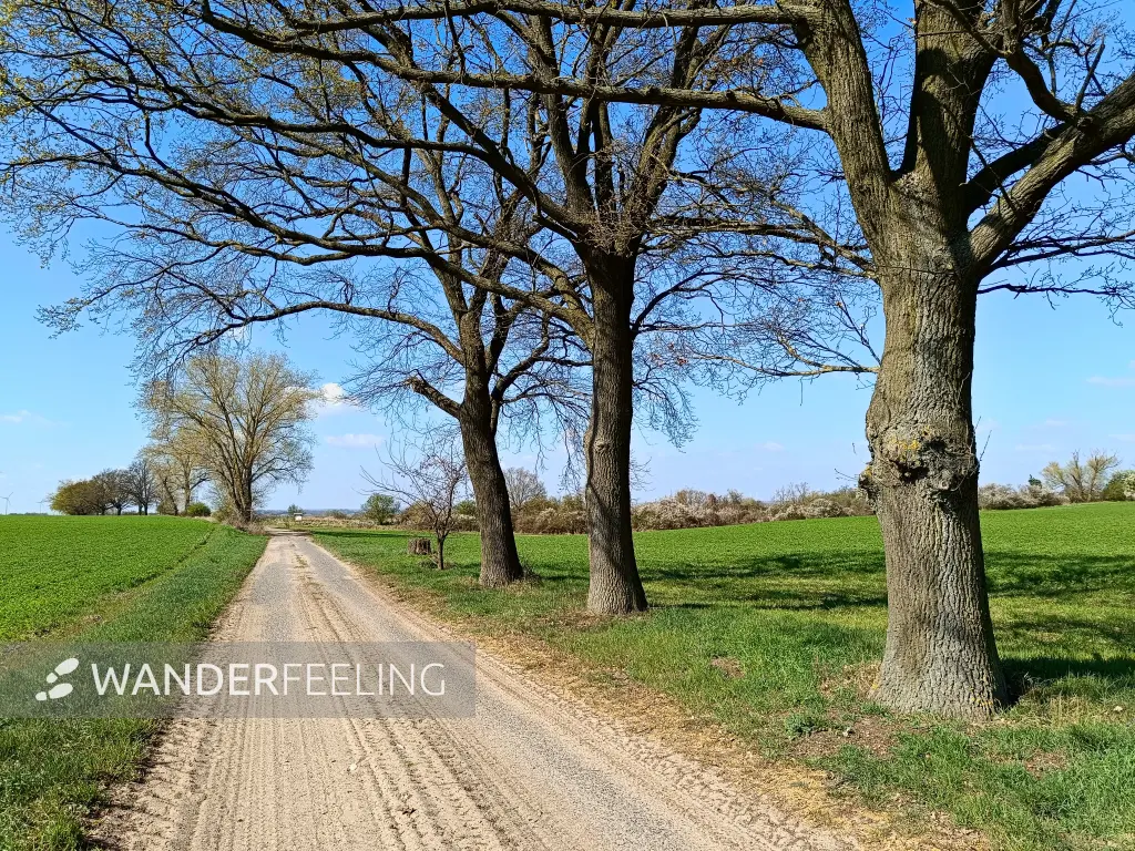 202604150-13 - Allee nach Reitwein, Seenland Oder-Spree, Brandenburg, Deutschland