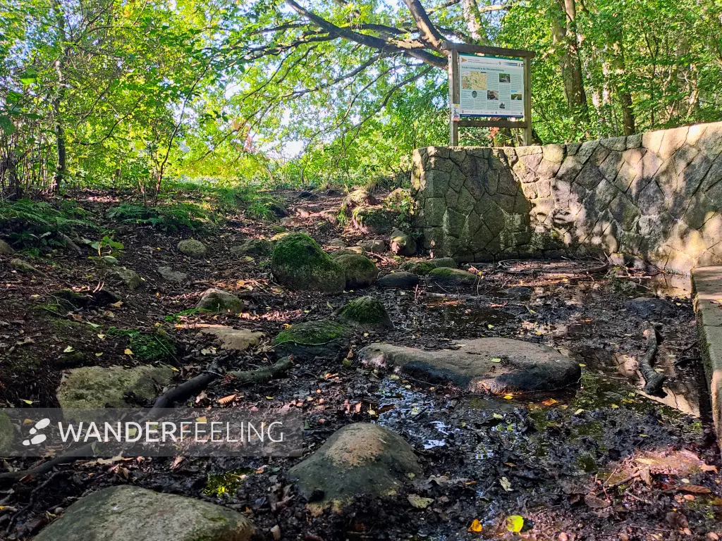202309240-23 - Alsterquelle in der Oberalsterniederung bei Rhen, Schleswig-Holstein, Deutschland