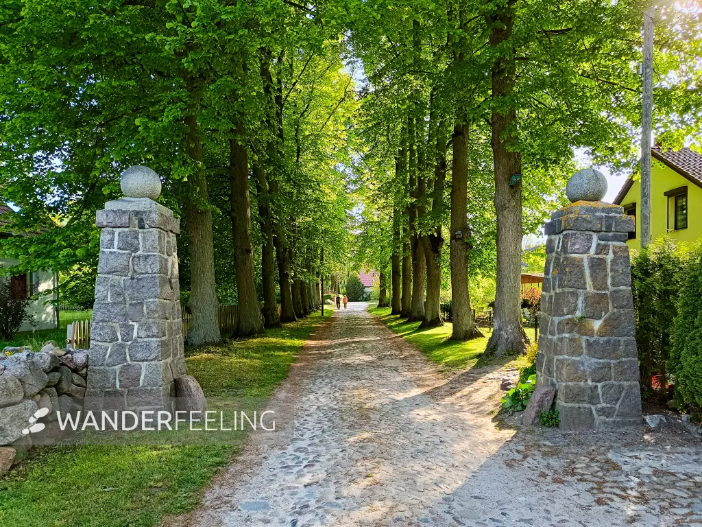 202505130-21 - Alte Allee in Pieversdorf, Mecklenburgische Seenplatte, Mecklenburg-Vorpommern, Deutschland