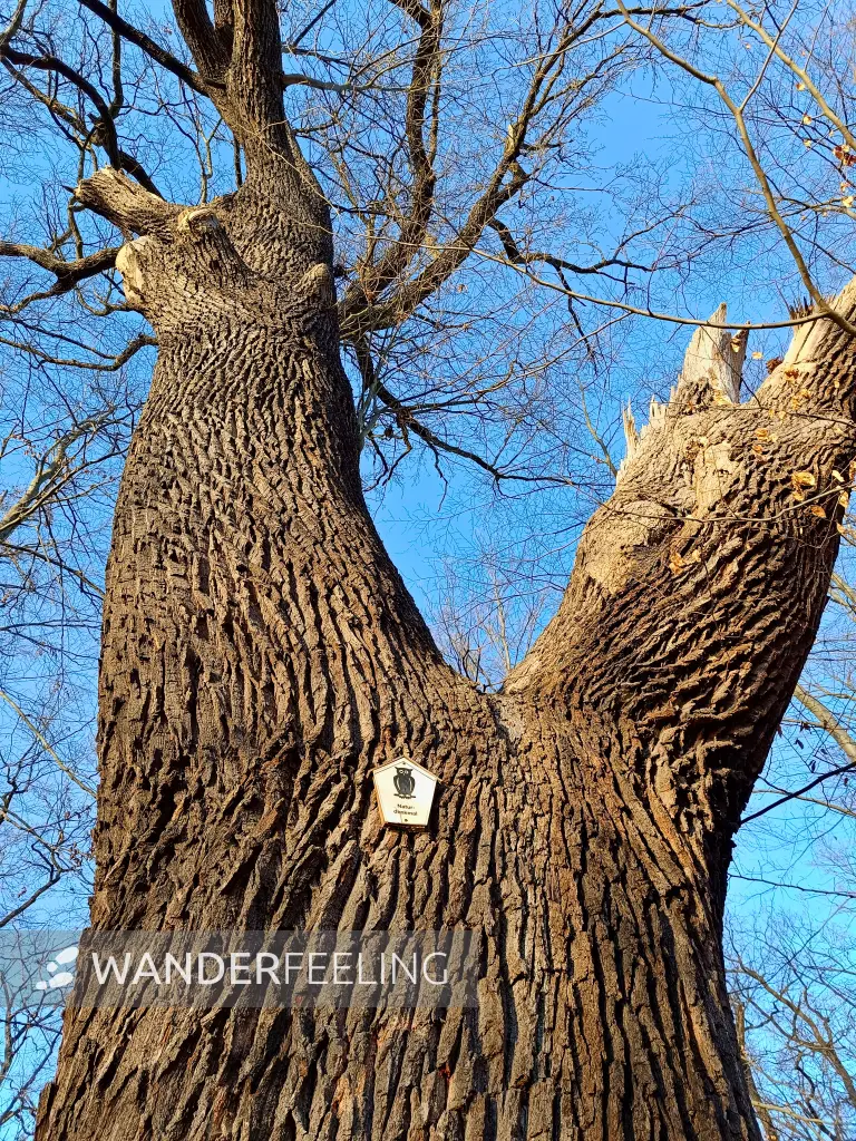 202603020-26 - Alte Eiche am Großen Plessower See bei Kemnitz, Havelland, Brandenburg, Deutschland