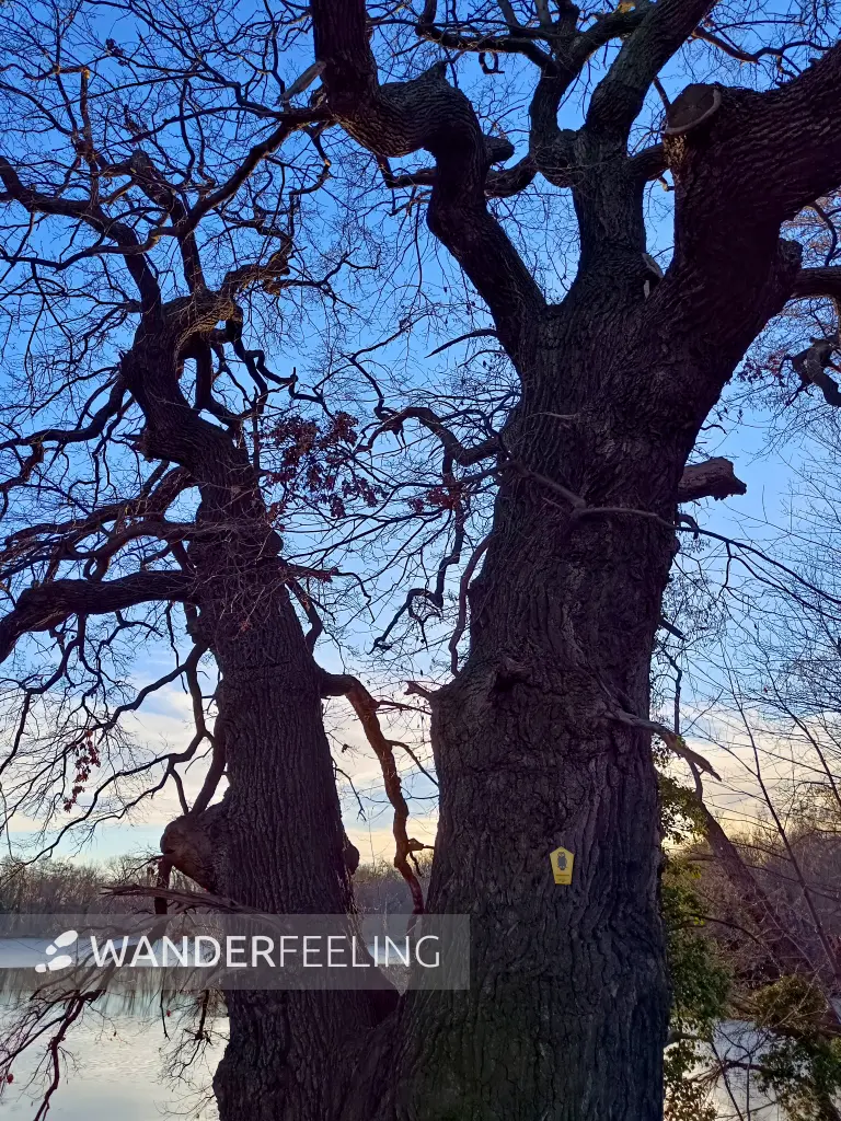 202603020-27 - Alte Eiche am Großen Plessower See bei Kemnitz, Havelland, Brandenburg, Deutschland