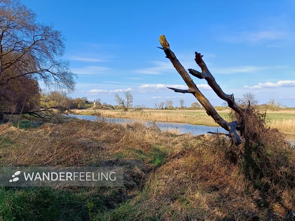 202604150-38 - Alte Oder bei Lebus, Seenland Oder-Spree, Brandenburg, Deutschland