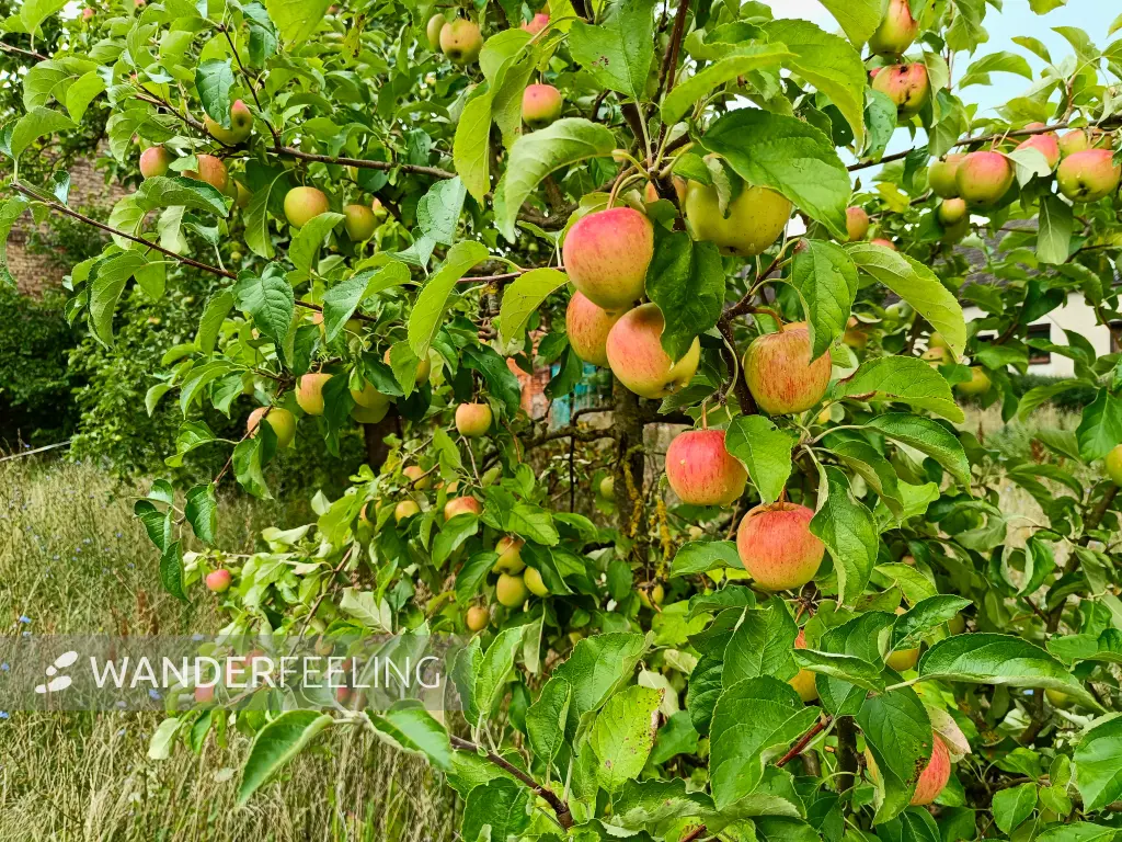 202508020-02 - Apfelbaum in Dahmsdorf, Märkische Schweiz, Seenland Oder-Spree, Brandenburg, Deutschland