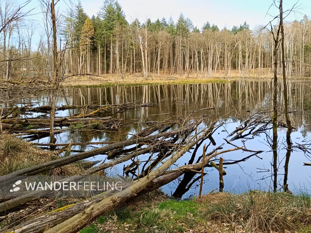 202403270-23 - Aufgestautes Herthafließ in Eberswalde, Barnimer Land, Brandenburg, Deutschland