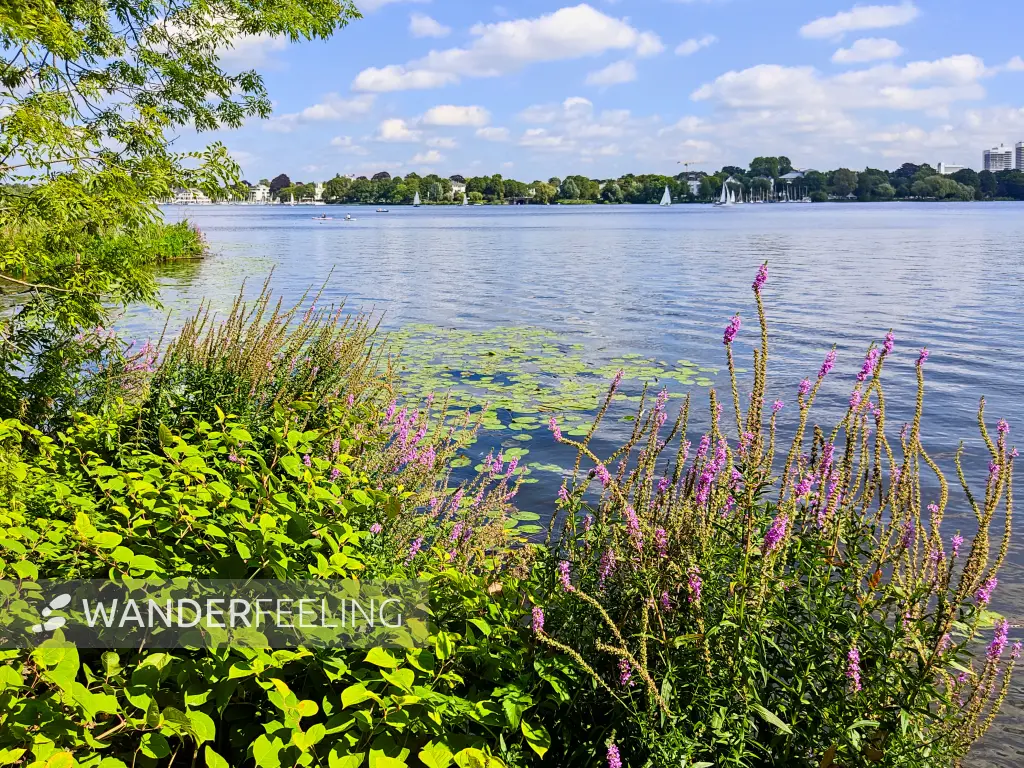 202308200-52 - Außenalster, Hamburg, Deutschland