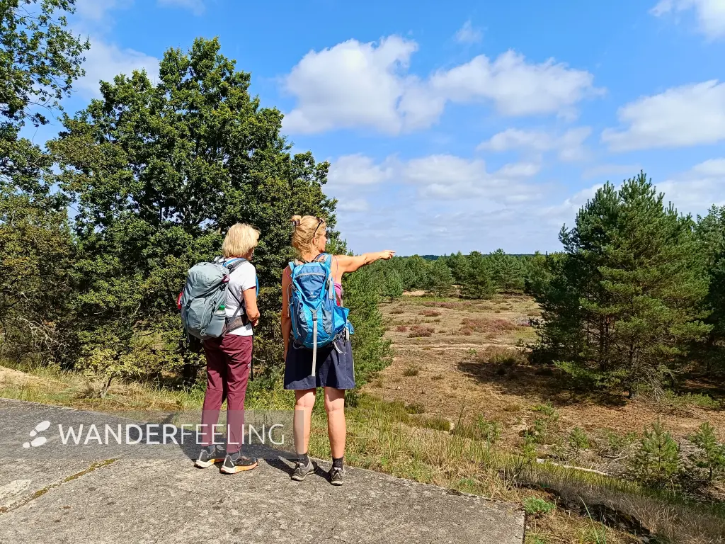 202508160-08 - Aussichtspunkt auf die Heideflächen in der Kleinen Schorfheide, Uckermark, Brandenburg, Deutschland