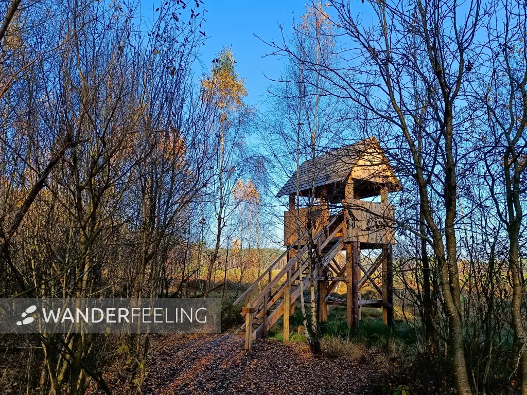 202511070-06 - Aussichtsturm im Müritz-Nationalpark bei Serrahn, Mecklenburgische Seenplatte, Mecklenburg-Vorpommern, Deutschland
