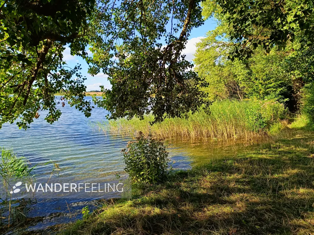 202508200-28 - Badestelle am Feisnecksee im Müritz-Nationalpark, Mecklenburgische Seenplatte, Mecklenburg-Vorpommern, Deutschland