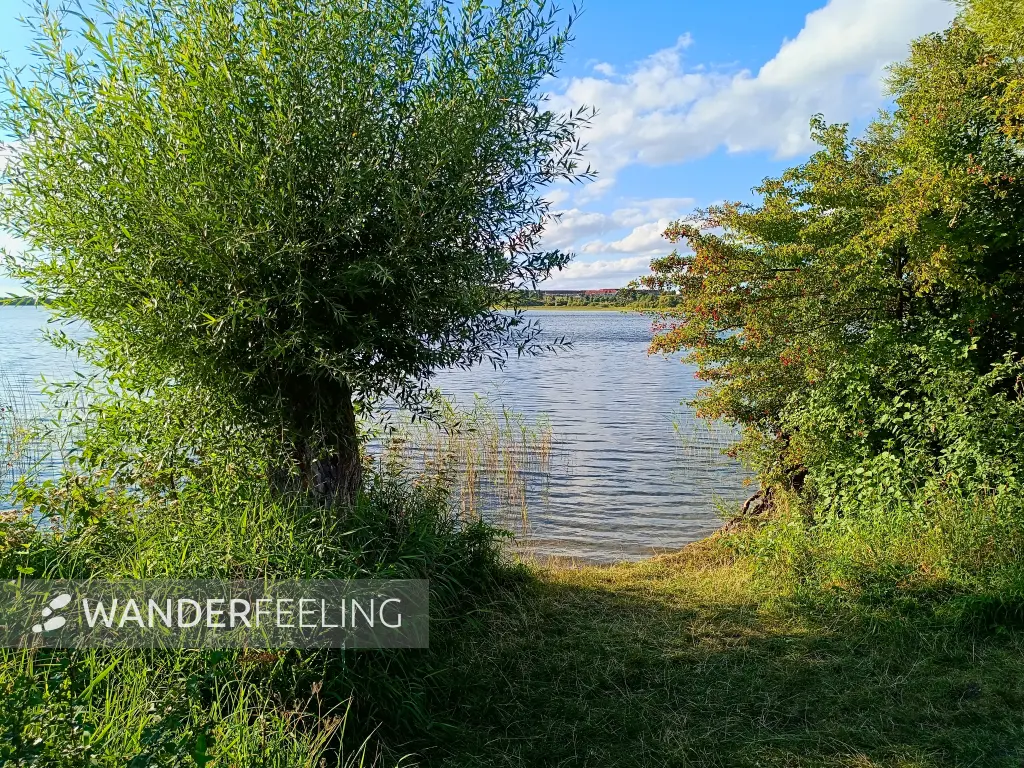 202508200-31 - Badestelle am Feisnecksee im Müritz-Nationalpark, Mecklenburgische Seenplatte, Mecklenburg-Vorpommern, Deutschland