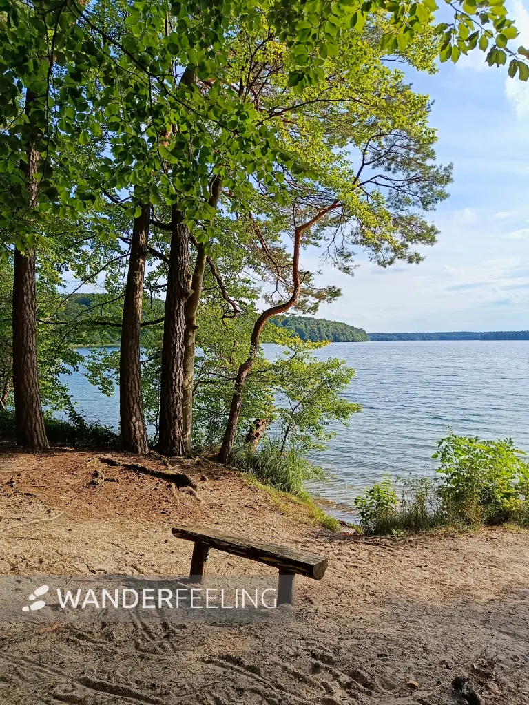 202509010-28 - Badestelle am Großen Stechlinsee im NSG Stechlin, Ruppiner Seenland, Brandenburg, Deutschland